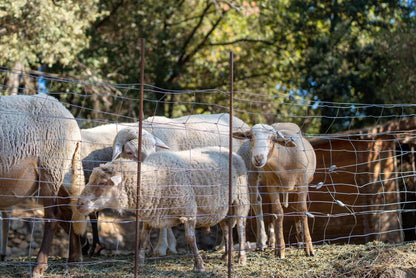 La Grange Classique Blanc 2022