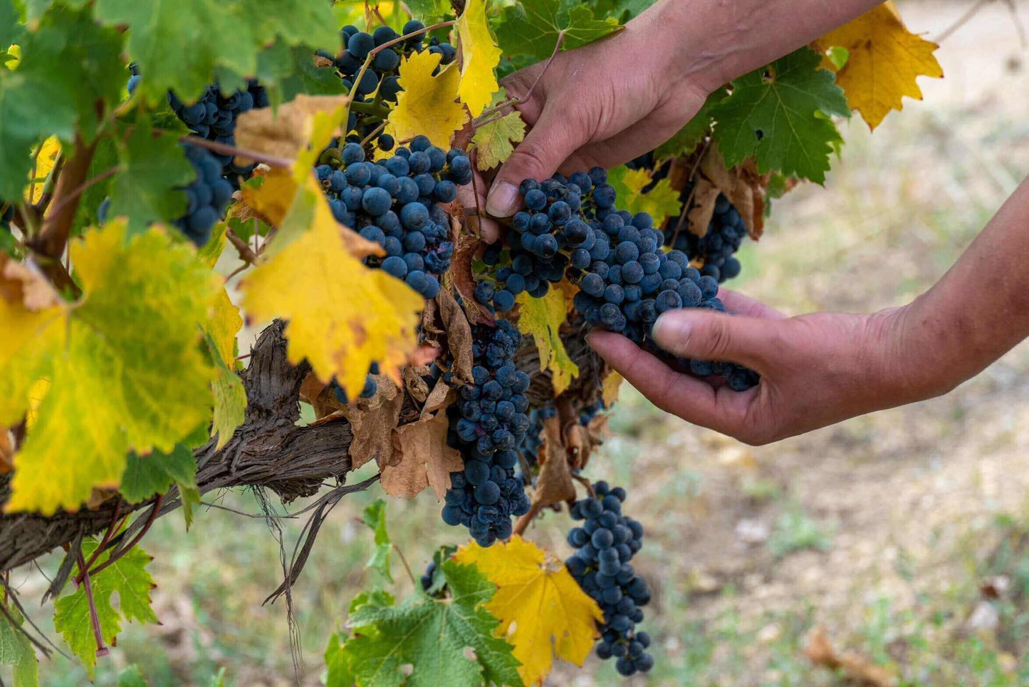 La Grange Classique Rouge 2022